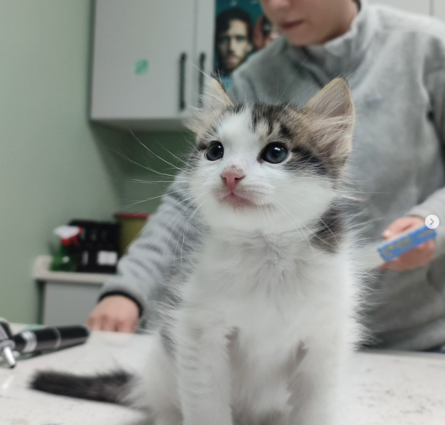 Kontrol masasında sevimli bir dost